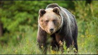 3 Hour of Scary Bear Attack Stories | Reports of People Who Were Attacked Vol.01