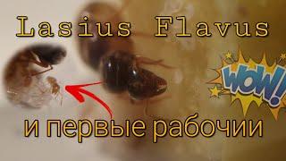 Первые Рабочии у Lasius Flavus || Содержание вида.