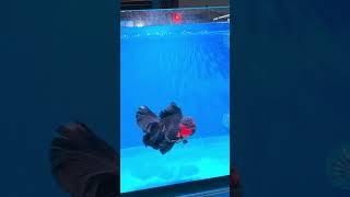 The goldfish competition in Fuzhou, China! The champion of Oranda goldfish is born. #koi #goldfish