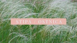 Stipa ( Ostnica ) Pony Tails - Trawa Koński ogon - Uprawa, pielęgnacja zalety 