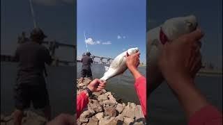 #Shorts Snagging Silver Carp | Snag Fishing | Save Mississippi River | #fish | #fishingshorts