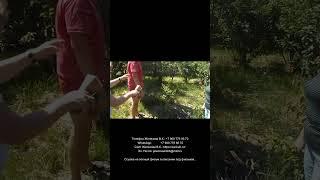 В. Железов. Весенне летняя серия ``Прогулки по саду`` 9.   Отрывок
