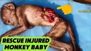 Heartwarming Rescue: Baby Monkey's Journey From Injured to Happy!