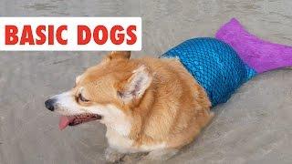 Basic Dogs | Funny Dog Video Compilation 2017