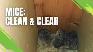 Mice - Clean & Clear - Skedaddle's Three Step Process