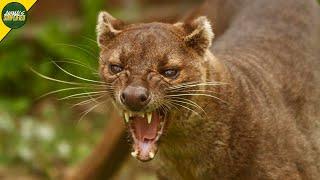 Fossa: Madagascar's Elusive Apex Predator