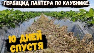 Гербицид Пантера по клубнике. 10 дней спустя.