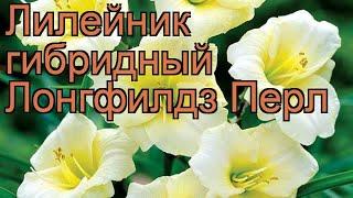 Лилейник гибридный Лонгфилдз Перл  обзор: как сажать, рассада лилейника Лонгфилдз Перл