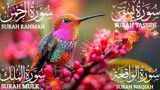 Surah Yaseen (Yasin) | Surah Rahman | Surah Waqiah | Surah Mulk | Beautiful Quran Recitation EP:0118