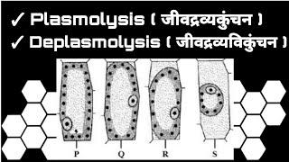 जीवद्रव्यकुंचन ( Plasmolysis ) And जीवद्रव्यविकुंचन ( Deplasmolysis ) | Plant Physiology