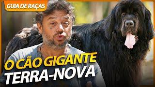 CHOCADO, O MAIOR CACHORRO QUE JÁ VI! | GUIA DE RAÇAS TERRA-NOVA