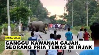 Seorang Pria tewas diinjak gajah