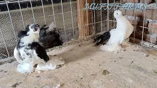 Beautiful Russian Tumbler pigeon that will make Your day 