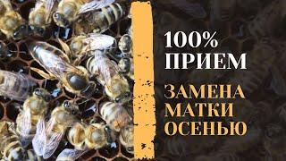 ОСЕННЯЯ ЗАМЕНА МАТКИ /  КАК ПОМЕНЯТЬ МАТКУ ОСЕНЬЮ ?