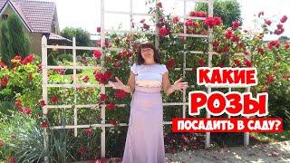 САДОВЫЕ РОЗЫ. Классификация и все ВИДЫ РОЗ для начинающих! Roses in the garden.