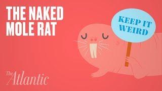 Why Is the Naked Mole Rat So Weird?