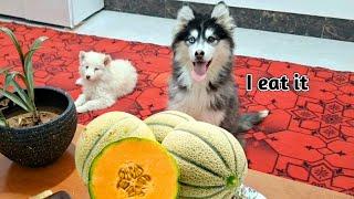 Husky's reaction to vegetables and fruits! Dogs tasting food