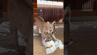 Puma Braige sharpens his blades.   #animals #cat #cougar #braige