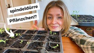 Machst du diese Fehler in der Jungpflanzenanzucht?