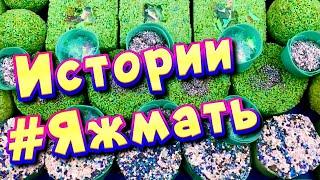 Истории с мылом и пеной про Яжемать  Яжмать истории от подписчиков #22