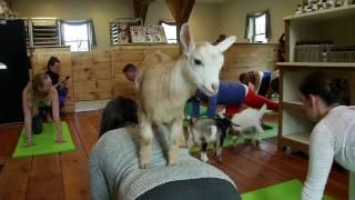 'Goat Yoga' a hit on New Hampshire farm