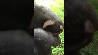 Нашел кольцо на старой дороге...Shorts