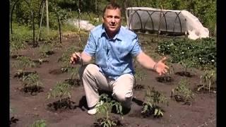 СЕЗОН ЗАБОТ 19.05.2012_ч3 - про фитофтору и милдью.avi