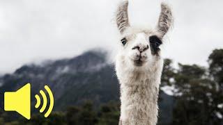 What does a Llama sound like? - Animal Sounds