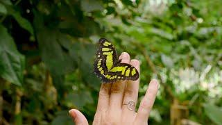 Releasing Rare Butterflies with Christina Wilson!