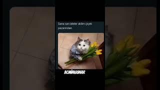 #kesfet #keşfetduası #beniöneçıkart #funny #komik #cat #kedi #keşfet #keşfetteyiz #türkiye