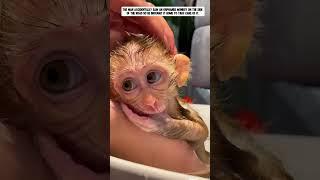 The man accidentally saw an orphaned monkey on the side of the road and brought it home #animals