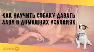 Как научить собаку давать лапу в домашних условиях