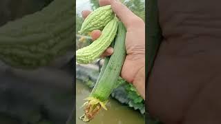 Harvesting - peaceful moment 20.06: Enjoy rural life, gardening & nature #rurallife​ #nature​