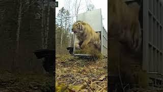 Siberian Tiger is Released by Canale 25 News (yt) #shorts #viral #youtubeshorts