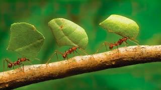 Why do these ants cut leaves? Leaf-cutting ants.