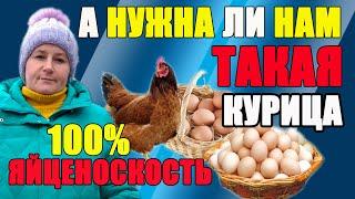 Курица несет яйца КАЖДЫЙ ДЕНЬ - а нужна ли нам такая курица.