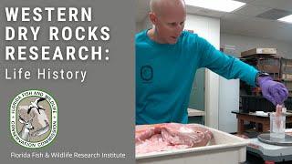 Western Dry Rocks Research: Life History