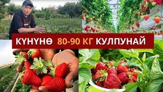 Күнүнө 80-90кг кулпунай