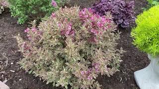 BLOOMERANG® Dwarf Purple Syringa | Garden Crossings