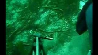 Spearfishing in Norway