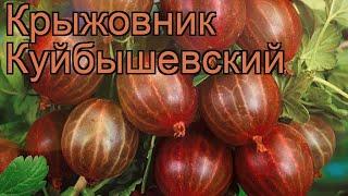 Крыжовник обыкновенная Куйбышевский  обзор: как сажать, саженцы крыжовника Куйбышевский