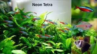 Easy to keep beginner tropical  fish