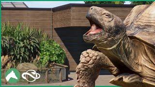 Building an AFRICAN SPURRED TORTOISE Habitat in the Elm Hill City Zoo! | Planet Zoo