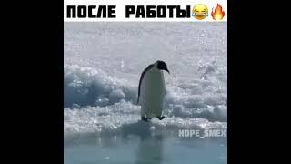 ЛУЧШИЕ ПРИКОЛЫ. короткие приколы до слез