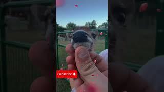 Baby deer singing #music #rock #memes #funny #fyp