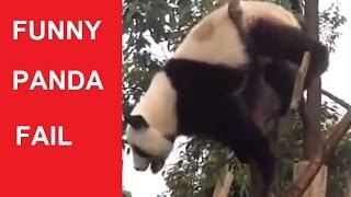 Funny Panda Compilation (Panda Fails) - DDOF