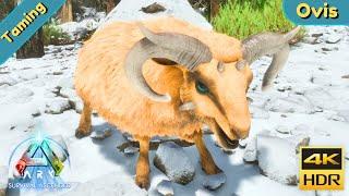 ARK Survival Ascended : Tame a Ovis