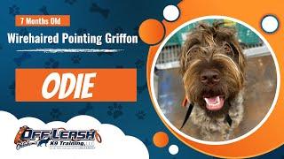 Odie's Transformation: Off Leash K9 Training Oklahoma | 2-Week Board and Train Success!