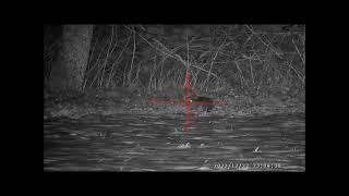 Nutria hunting, 53m