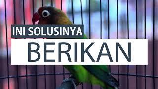 CARA BIKIN LOVEBIRD LATAH NGEKEK PANJANG